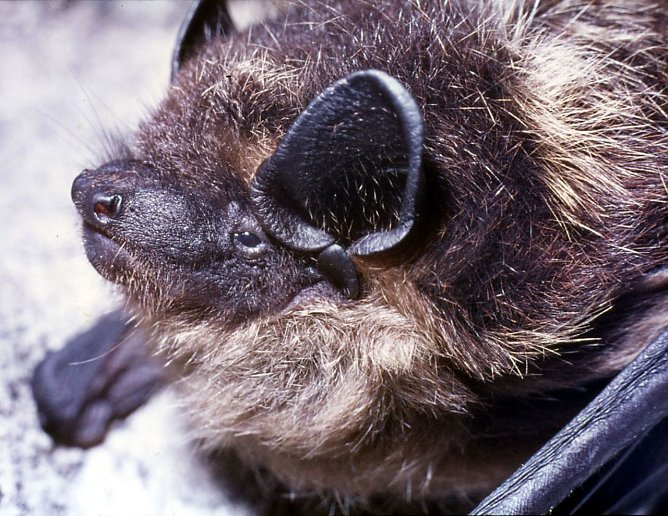 Nordfledermaus im Harz. (Foto: Friedel Knolle)