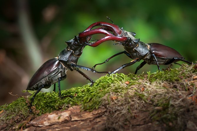 Die seltenen Hirschk&auml;fer sind ein seltener Anblick (Foto: Anne Rollero/NABU)