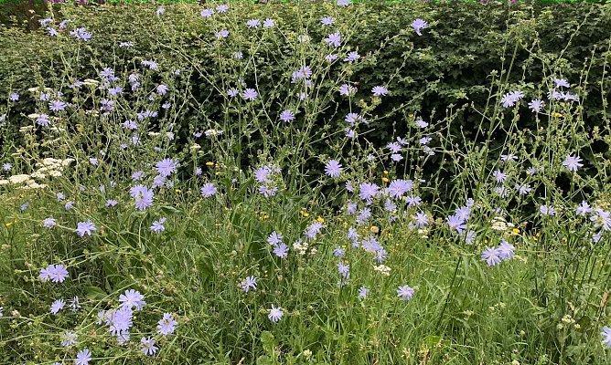 Blumenwiese (Foto: oas) Blumenwiese (Foto: oas)