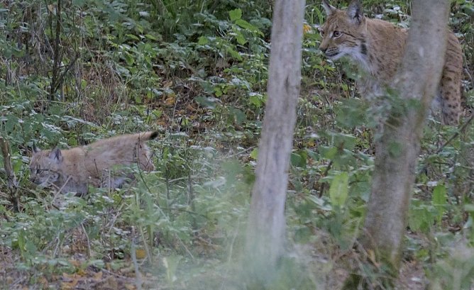 Familie Luchs (Foto: BUND) Familie Luchs (Foto: BUND)