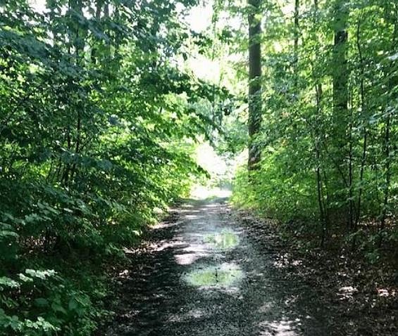 Der Stadtwald ist Thema einer Umfrage (Foto: Norbert Sondermann) Der Stadtwald ist Thema einer Umfrage (Foto: Norbert Sondermann)