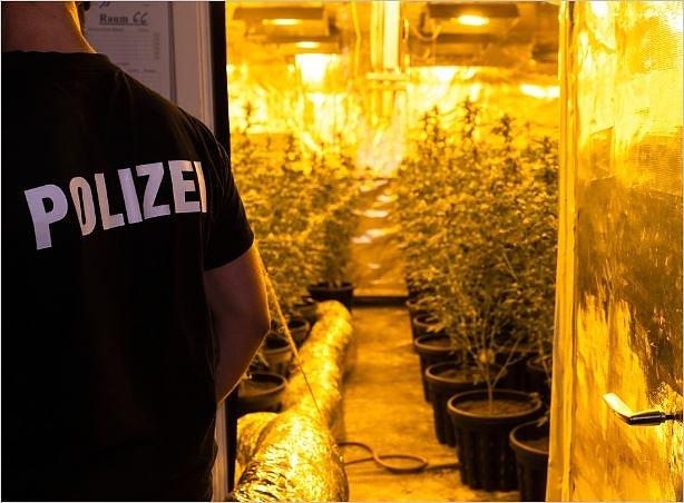 Cannabisplantage bei Durchsuchung entdeckt (Foto: Polizei Göttingen) Cannabisplantage bei Durchsuchung entdeckt (Foto: Polizei Göttingen)