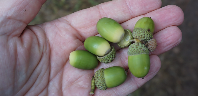 Eichensaatgut, aus dem &uuml;ber Jahrhunderte imposante Baumriesen erwachsen (Foto: Th&uuml;ringenForst)