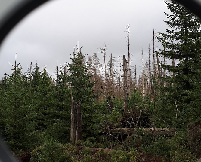 Fotospot am WaldWandelWeg bei Torfhaus (Foto: Nationalpark Harz) Fotospot am WaldWandelWeg bei Torfhaus (Foto: Nationalpark Harz)