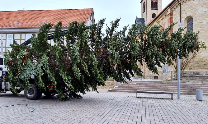 Bauhofmitarbeiter stellen die 13 Meter hohe Nordmanntanne auf dem Worbiser Friedensplatz auf.    (Foto: Joachim Bauer /Bauhof Stadt Leinefelde-Worbis )