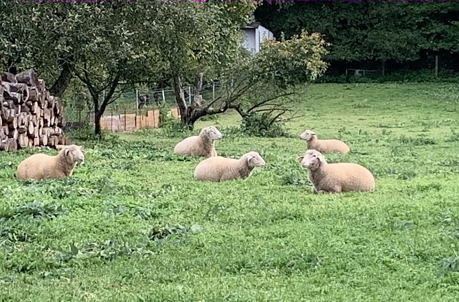 Mittagspause am Sonntag (Foto: oas)