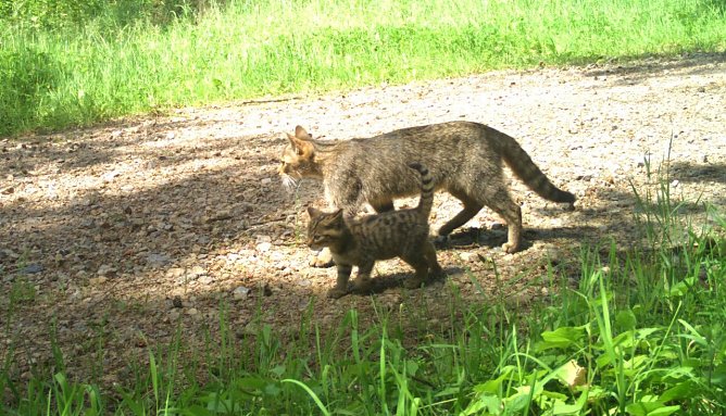 Wildkatzen (Foto: BUND/ Universit&auml;t G&ouml;ttingen.)
