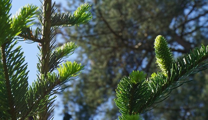 Objekt forstlicher Begierde: Wei&szlig;tannensamen. Auf sieben Dauerbeobachtungsfl&auml;chen werden k&uuml;nftig heimische und rum&auml;nische Herk&uuml;nfte auf ihre Klimaresilienz hin verglichen (Foto: Th&uuml;ringenForst/Dr. Spro&szlig;mann)