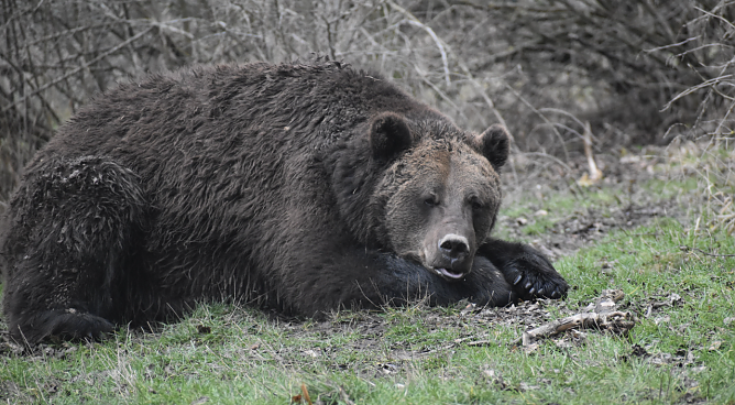 B&auml;r Pedro kann man trotz frischer Luft immer noch nicht besuchen (Foto: B&auml;renpark Worbis)