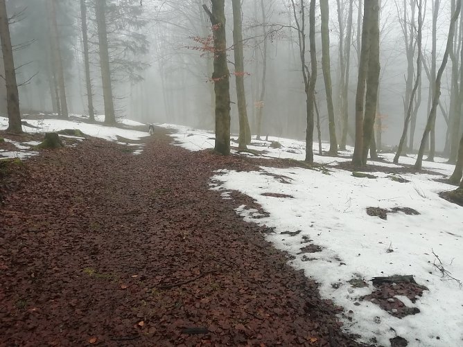 Nebliger Wald im Harz (Foto: W.J&ouml;rgens)