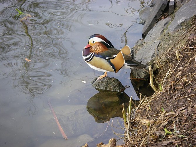 Die V&ouml;gel finden kaum noch R&uuml;ckzugsm&ouml;glichkeiten (Foto: W. Roth)