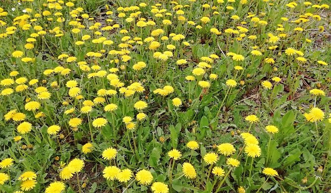 Fr&uuml;hlingswiese (Foto: W.J&ouml;rgens)