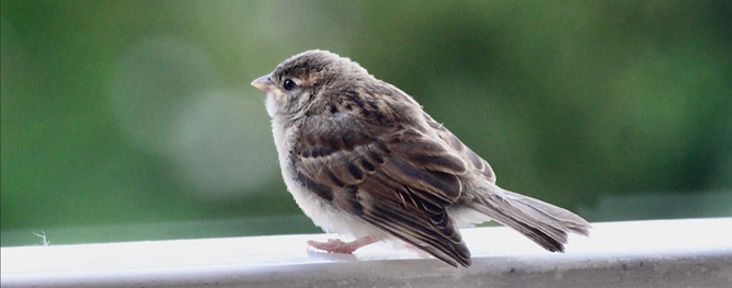 Junger Spatz auf Erkundungstour (Foto: emw) Junger Spatz auf Erkundungstour (Foto: emw)