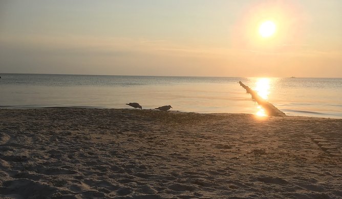 Sonnenuntergang bei Ahrenshoop (Foto: oas) Sonnenuntergang bei Ahrenshoop (Foto: oas)