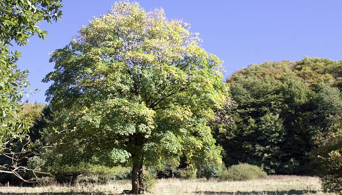 Sommerlandschaft (Foto: oas)