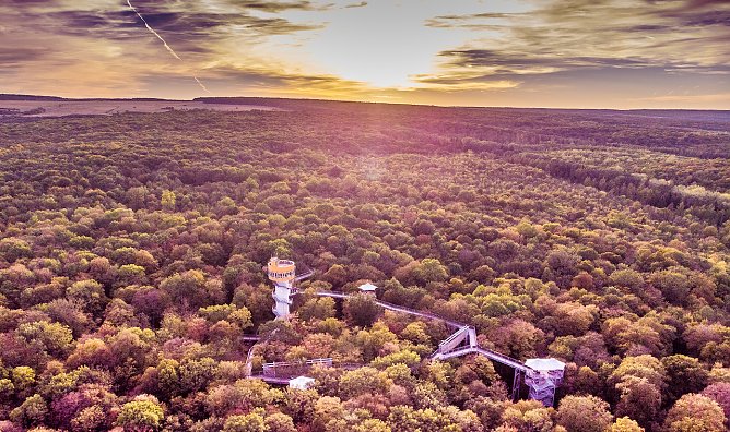 Der Baumkronenpfad im Hainich (Foto: Maik Angerm&uuml;ller)