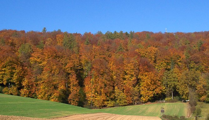Herbstf&auml;rbung (Foto: oas)