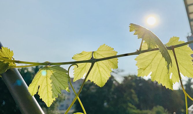 Herbst (Foto: oas) Herbst (Foto: oas)