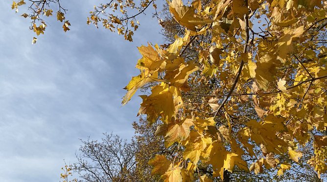 Herbstlaub (Foto: oas) Herbstlaub (Foto: oas)