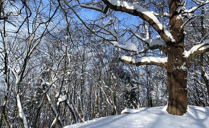 Die Aussichten für weiße Weihnachten stehen in Thüringen eher schlecht (Foto: oas) Die Aussichten für weiße Weihnachten stehen in Thüringen eher schlecht (Foto: oas)
