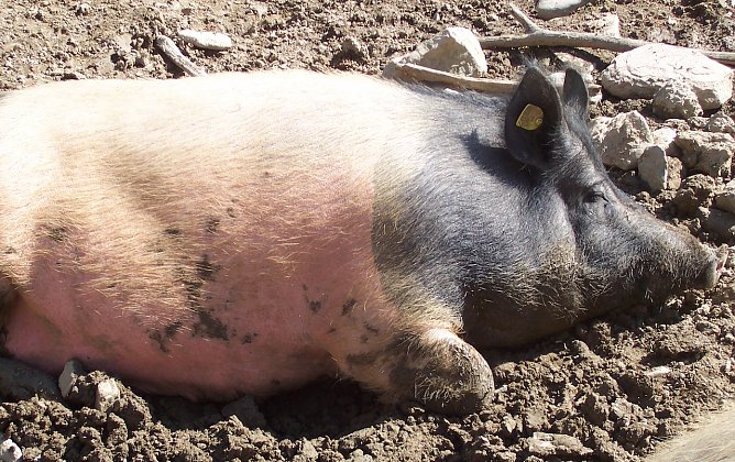 Viel Glück im neuen Jahr wünscht das Redaktions-Team (Foto: oas) Viel Glück im neuen Jahr wünscht das Redaktions-Team (Foto: oas)