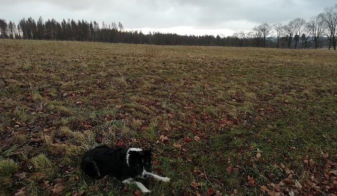 Am Neujahrsmorgen bei Sophienhof (Foto: W.Jörgens) Am Neujahrsmorgen bei Sophienhof (Foto: W.Jörgens)