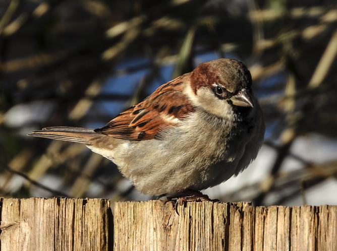 Der Haussperling steht an der Spitze der "glorreichen Sieben" (Foto: NABU Kathy Büscher) Der Haussperling steht an der Spitze der "glorreichen Sieben" (Foto: NABU Kathy Büscher)