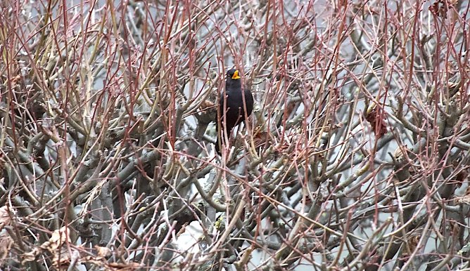Singende Amsel im Februar (Foto: Eva Maria Wiegand)