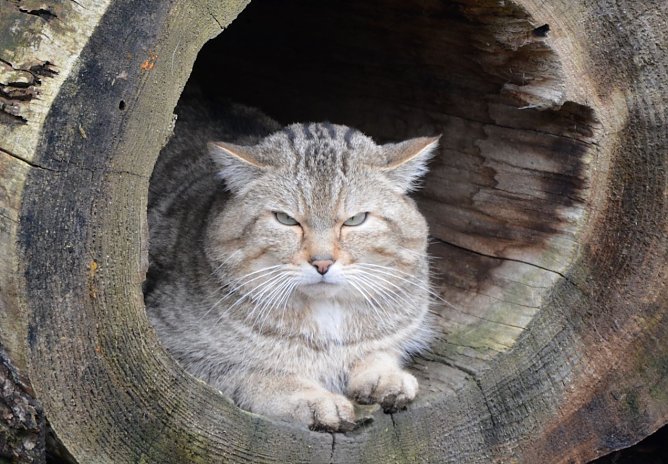 Wildkater Emil wartet auf G&auml;ste (Foto: K. Vogel)