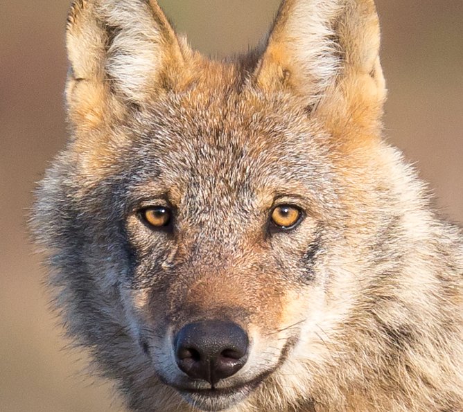 Ein Wolf oder "der b&ouml;se R&auml;uber aus dem M&auml;rchen" (Foto: J&uuml;rgen Borris)