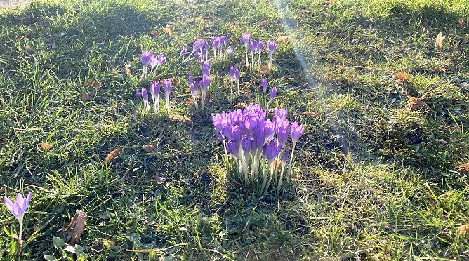 Der Fr&uuml;hling kommt weiter mit Nachtfr&ouml;sten  (Foto: oas)