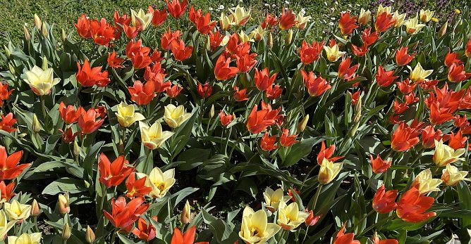 Blumenwiese im Arboretum Bad Langensalza (Foto: emw) Blumenwiese im Arboretum Bad Langensalza (Foto: emw)