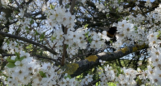 Warme Fr&uuml;hlingstage lassen weiterhin auf sich warten (Foto: oas)