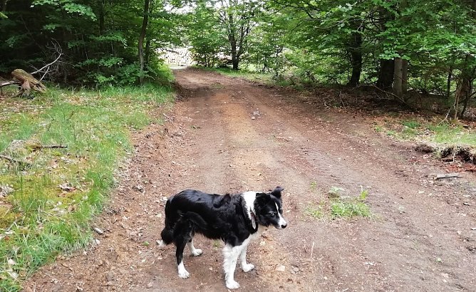 Frühlingserwarten auch in Sophienhof heute Morgen bei 7 Grad Celsius (Foto: W.Jörgens) Frühlingserwarten auch in Sophienhof heute Morgen bei 7 Grad Celsius (Foto: W.Jörgens)