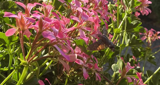 Ein Taubenschwänzchen an einer Geranie (Foto: oas) Ein Taubenschwänzchen an einer Geranie (Foto: oas)