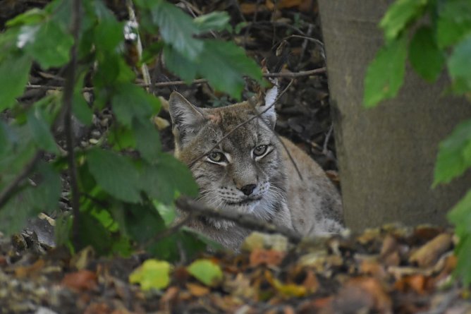 "Primus" in seiner neuen Wohnstatt in Worbis (Foto: B&auml;renpark Worbis)