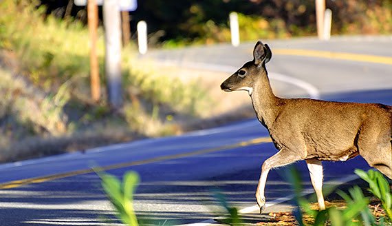 Im Herbst besteht erhöhte Wildwechselgefahr (Foto: AvD) Im Herbst besteht erhöhte Wildwechselgefahr (Foto: AvD)