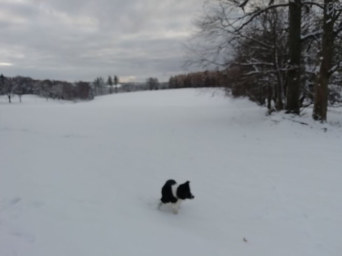 Wolkenverhangen, grau und frostig zeigte sich das Wetter heute morgen in Sophienhof (Foto: W. J&ouml;rgens)