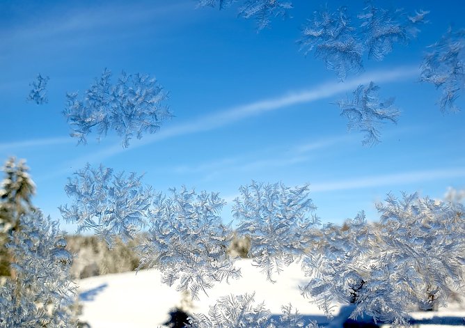 Eisblumen (Foto: Susanne Friedemann)