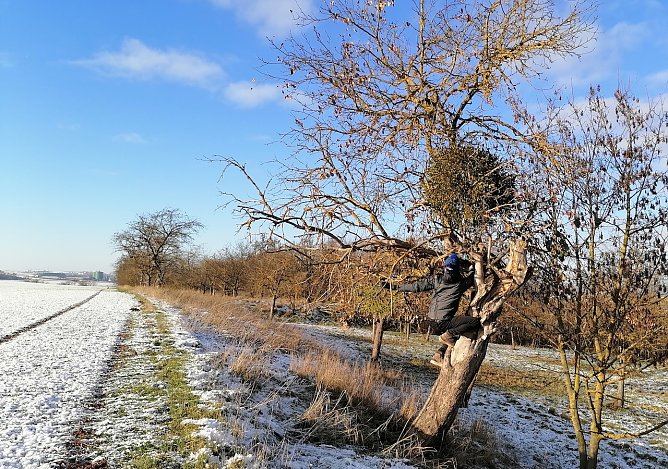 "Auf die Mistel, fertig, los!" (Foto: Diana Kupfer)