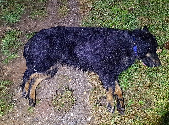 Überfahrener Hund (Foto: Landespolizeiinspektion Nordhausen) Überfahrener Hund (Foto: Landespolizeiinspektion Nordhausen)