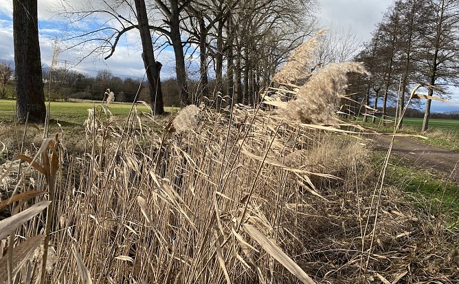 Die Temperaturen bleiben weiter wenig winterlich (Foto: oas)