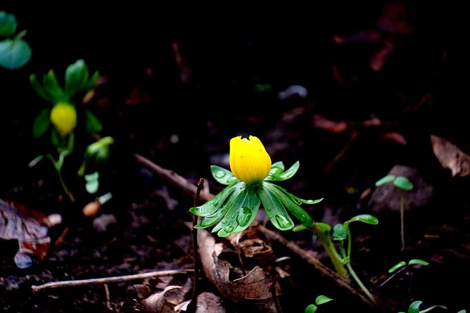 Diesen sch&ouml;nen Schnappschuss hat Peter Blei am Wochenende in Nordhausen gemacht (Foto: Peter Blei)
