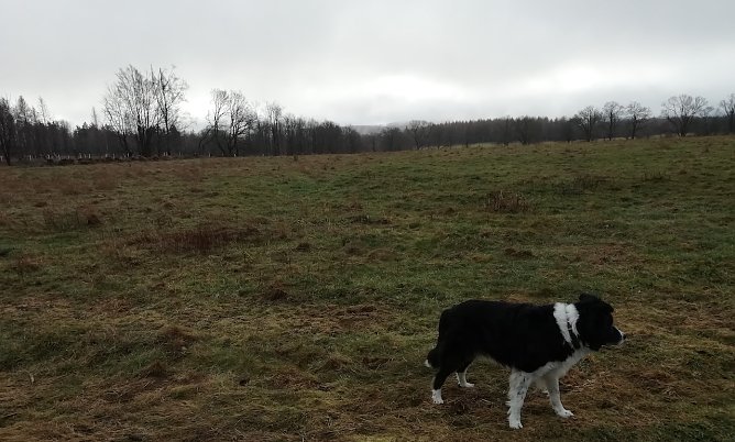 3 Grad, Wind und Nieselregen meldete heute Morgen Sophienhof im Harz (Foto: W.J&ouml;rgens)
