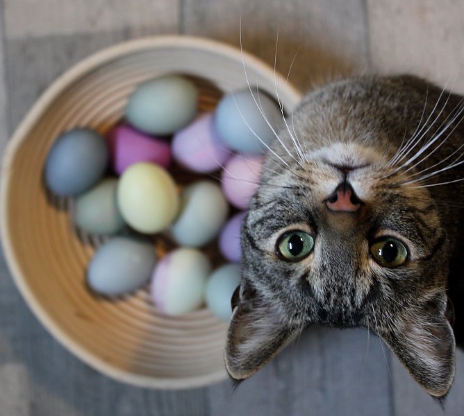 Kater Snoopy (Foto: Emmi Gr&uuml;nwald)