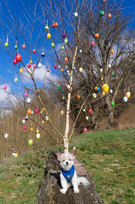 Chihuahua-Mischling Spike (Foto: Andreas Grunwald)