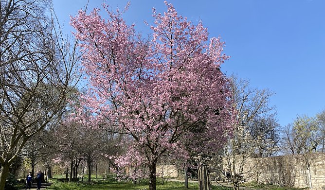 Baumbl&uuml;te im Arboretum in Bad Langensalza (Foto: oas)
