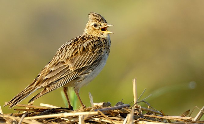 Die Feldlerche (Foto: Manfred Delpho)