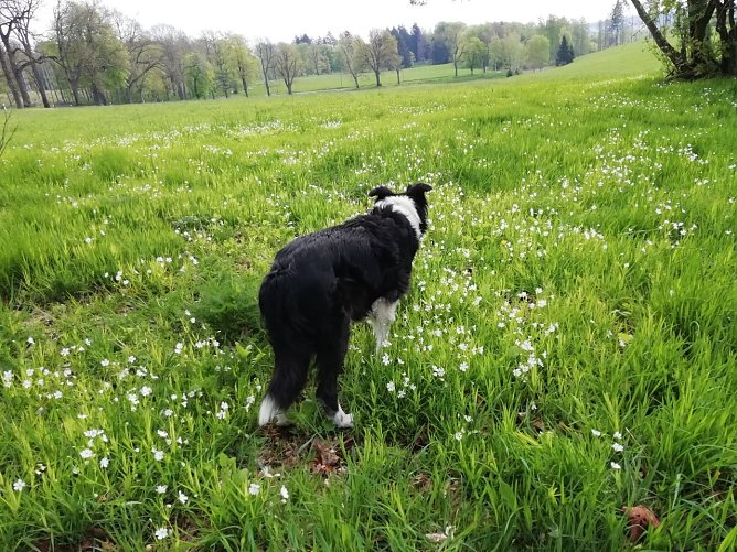 10 Grad, leichter Wind und wenig Sonne - der Vierbeiner genie&szlig;t das Wetter bei Sophienhof (Foto: W. J&ouml;rgens)