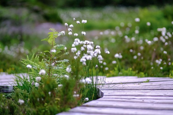 Das Moorwollgras, hier am Sch&uuml;tzenbergmoor bei Oberhof, bl&uuml;ht nur f&uuml;r wenige Wochen silbrig-wei&szlig; und bietet einen augenf&auml;lligen Fl&auml;chenkontrast zur sonst dunklen Moorfl&auml;che (Foto: Tina Schwandt)